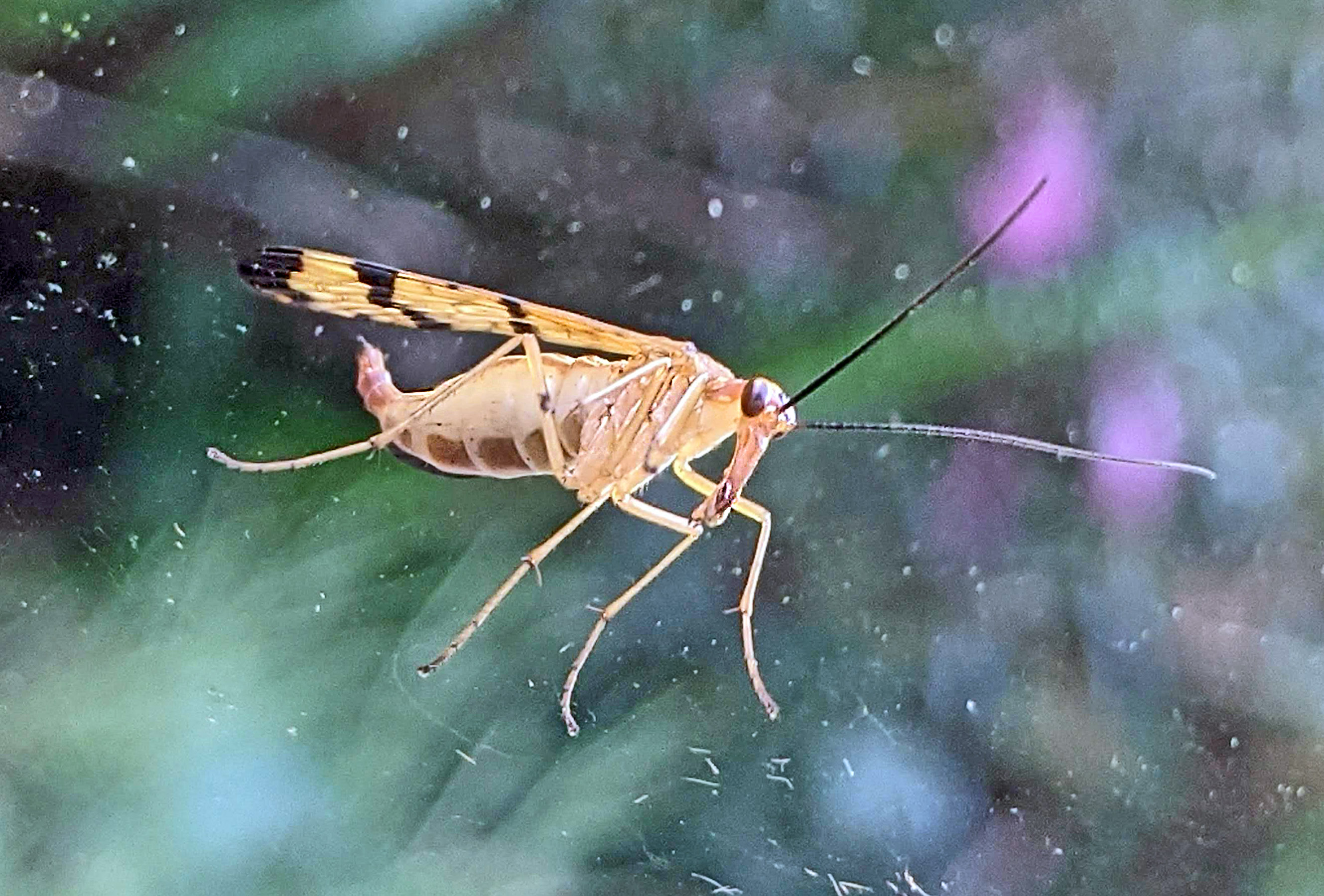 Female scorpionfly, Panorpa sp.